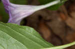 Stalked wild petunia